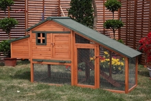 Kippenhok Australorp