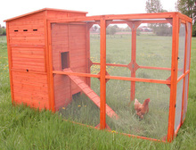 Kippenhok Hoender2